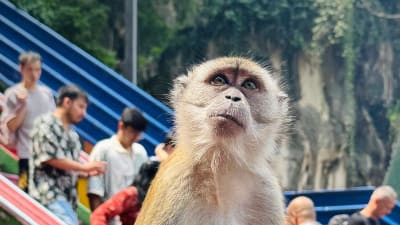 Batu Caves